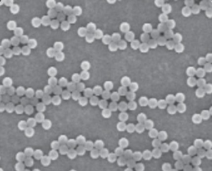  Immunoturbidimetric Microspheres